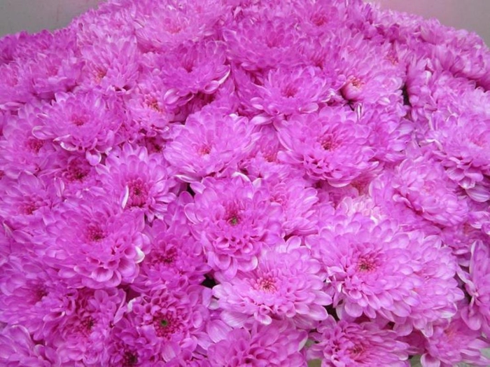 <h4>Chr T Altaj Pastel Cerise</h4>