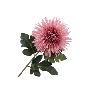 Chrysant Deco Spider Pink