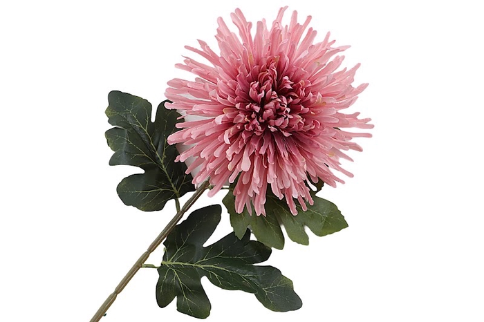 <h4>Chrysant Deco Spider Pink</h4>