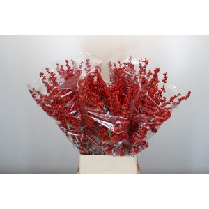Ilex Rood