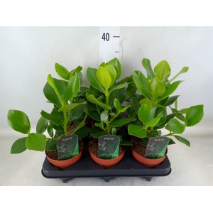 Clusia rosea 'Princess'