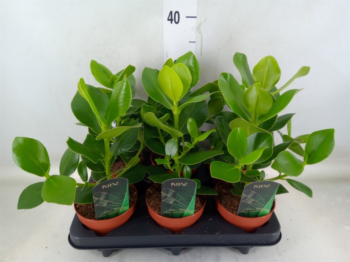 <h4>Clusia rosea 'Princess'</h4>