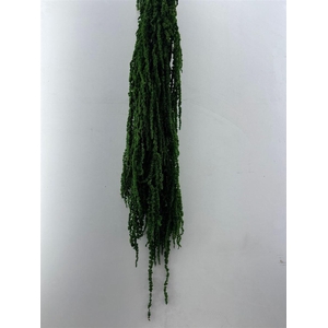 Pres Amaranthus Caud D Green Bunch