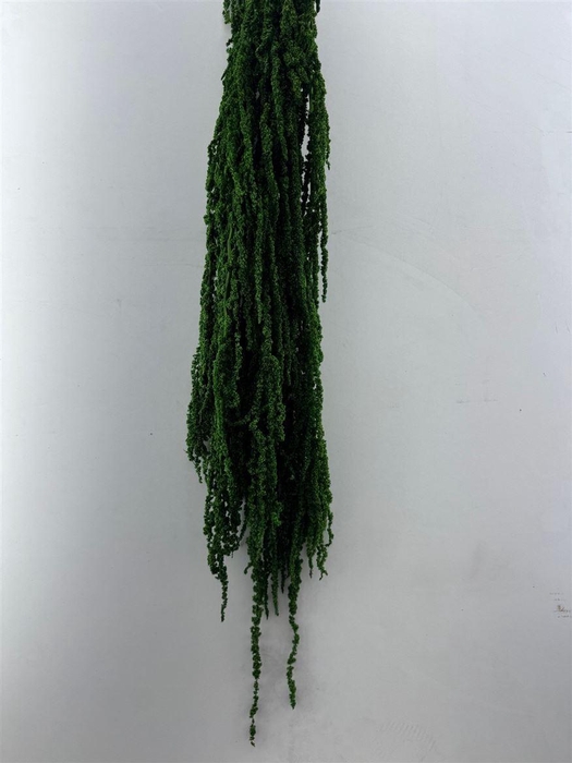 <h4>Pres Amaranthus Caud D Green Bunch</h4>