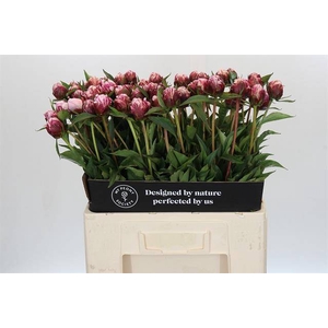 Paeonia candy stripe