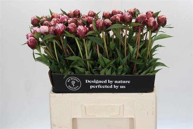 <h4>Paeonia candy stripe</h4>