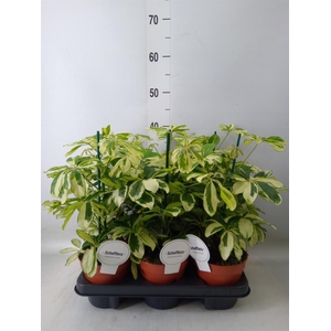 Schefflera arbor. 'Charlotte'