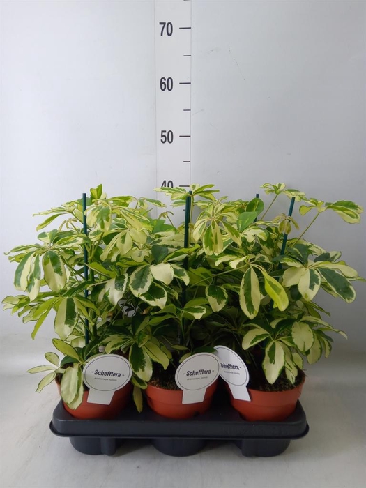 <h4>Schefflera arbor. 'Charlotte'</h4>