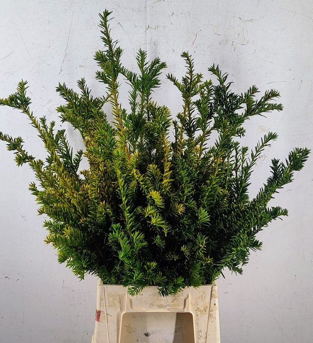 <h4>TAXUS B FAS AUREA</h4>