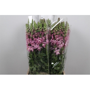 Antir It Mag. Violet