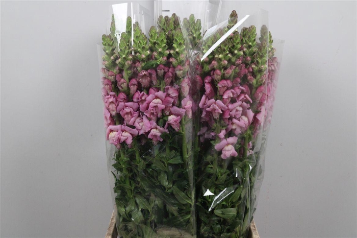 <h4>Antir It Mag. Violet</h4>