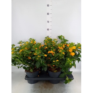 Lantana camara 'Havana Sunshine'