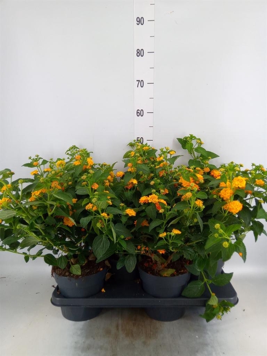 <h4>Lantana camara 'Havana Sunshine'</h4>