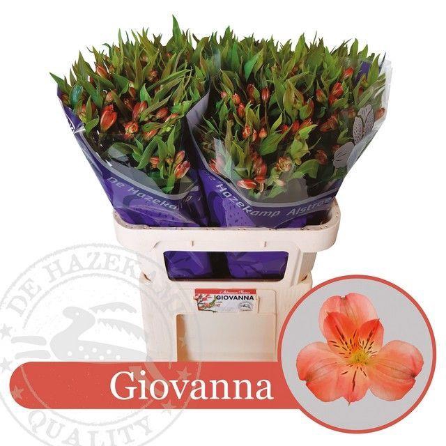 ALST FL GIOVANNA