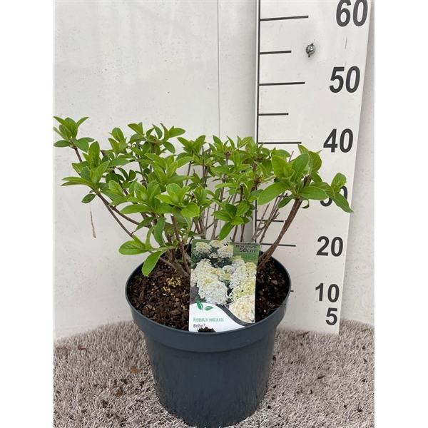 <h4>Hydrangea pan. Bobo 25-30 P26</h4>