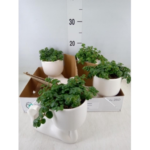 Arr.   Kamerplant Groen L%