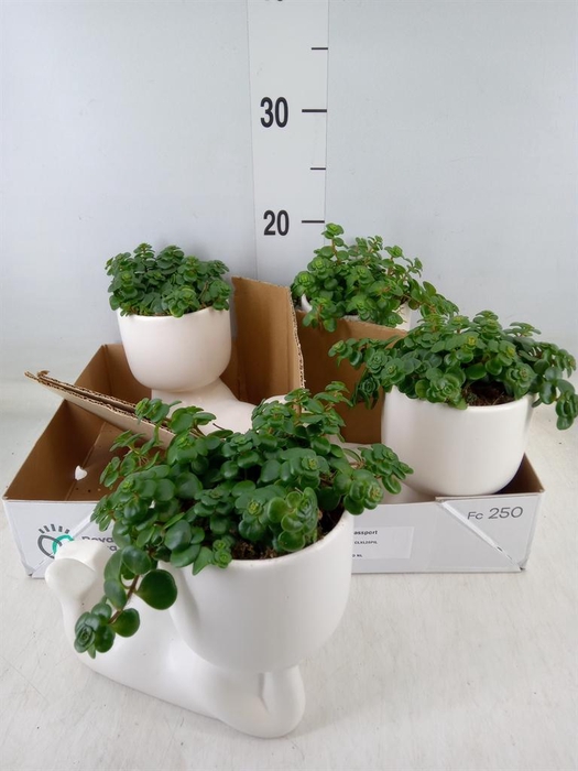 <h4>Arr.   Kamerplant Groen L%</h4>