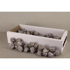 Spidergum Knobs Box (100p)