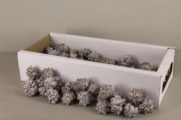 <h4>Spidergum Knobs Box (100p)</h4>
