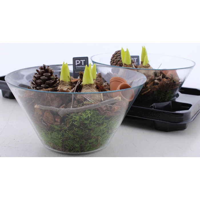 <h4>ARR HYACINTH</h4>