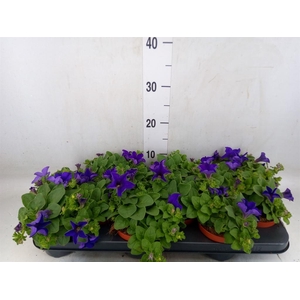 Petunia  'Famous Blue'