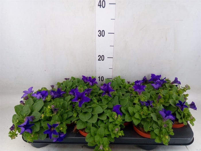 <h4>Petunia  'Famous Blue'</h4>