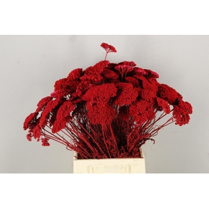 DF Achillea Paint Bs Red