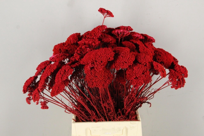 <h4>DF Achillea Paint Bs Red</h4>