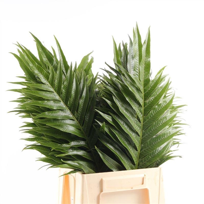 <h4>Aglaomorpha Jim</h4>