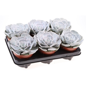 Echeveria  'Pollux'