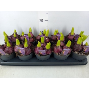 Hyacinthus orie. 'Pearl Blue'