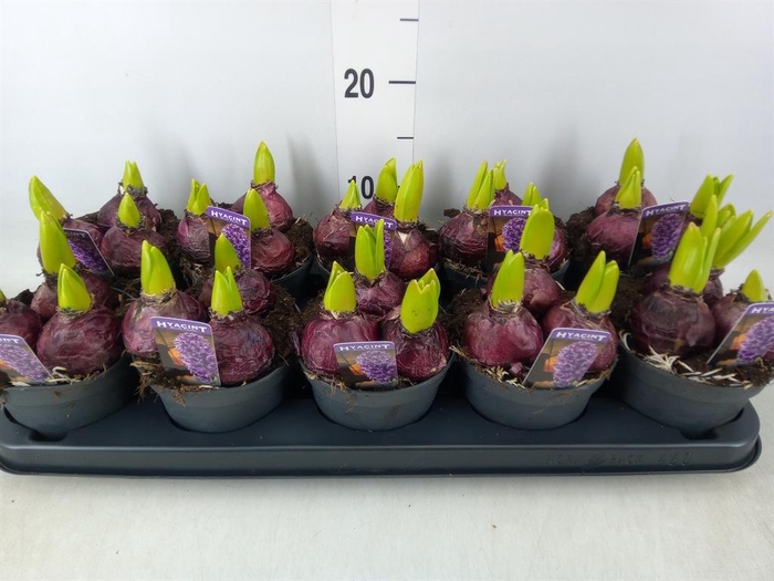 <h4>Hyacinthus orie. 'Pearl Blue'</h4>