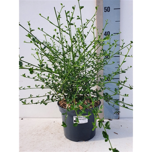<h4>Ceanothus thy. 'Milerpoint'</h4>