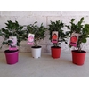 Camellia japonica