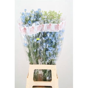 DELPH EN M PLAT BLUE