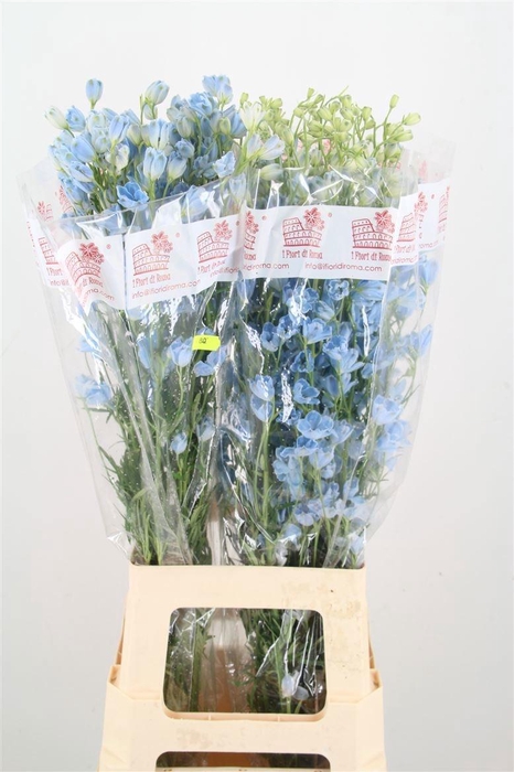 <h4>DELPH EN M PLAT BLUE</h4>