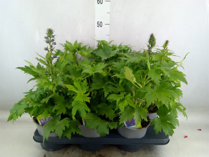 <h4>Delphinium   ...</h4>