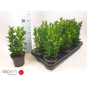 EUONYMUS JA GR SPIRE