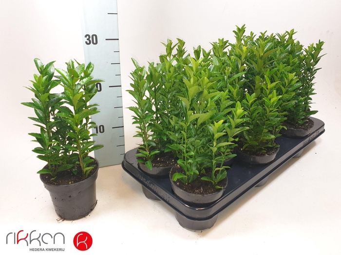 <h4>Euonymus Ja Gr Spire</h4>