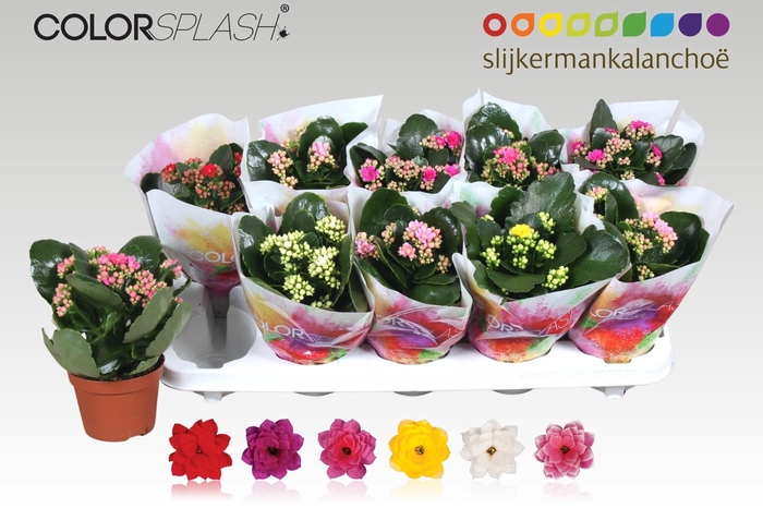 <h4>KAL GE GEM 6 KL</h4>