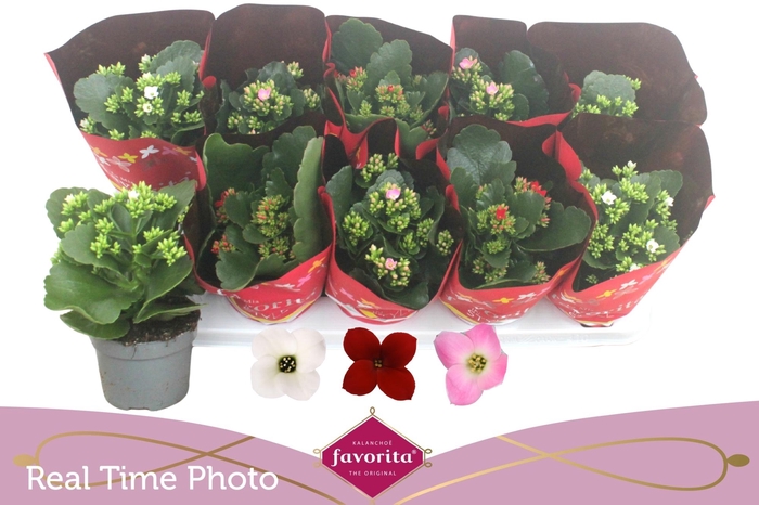 <h4>KAL EN GEM 3 KL</h4>