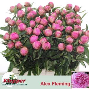 PAEO L ALEX FLEMING