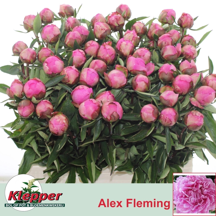 <h4>PAEO L ALEX FLEMING</h4>
