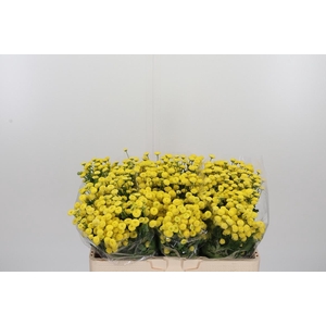 Tanacetum Pa Amazone