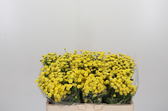<h4>Tanacetum Pa Amazone</h4>