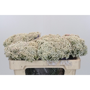 Ozothamnus Cooks Snow White