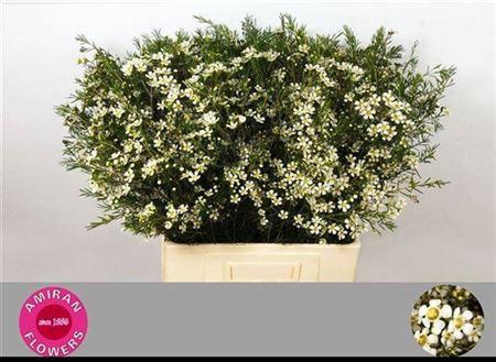 <h4>Chame Un White Star</h4>