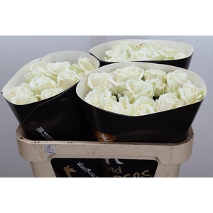 Wax-Rozen Wax Wit Zilver glitter