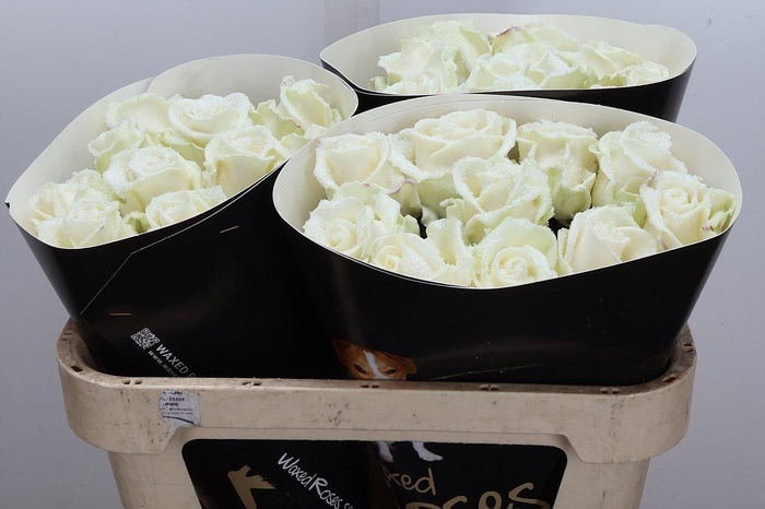 <h4>Wax-Rozen Wax Wit Zilver glitter</h4>