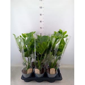 Philodendron bipinn. 'Little Hope'